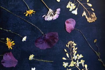 Various pressed flowers on dark blue background. Flat lay.
