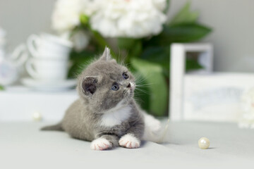 British furry blue kitten. Very cute British kitten. British Blue Kitten