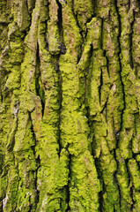 The bark of an old tree. Close-up of tree bark covered with green moss.