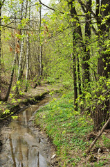 Panoramic view of the stream in the city park. Summer in the park.