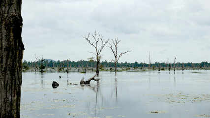 lake and trees