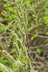 Opening alder earrings. Spring in the park. Blurred background, bokeh.