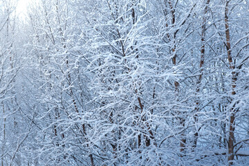 Fototapeta na wymiar winter forest in snow, winter landscape on a clear sunny day, tree branches are covered with frost