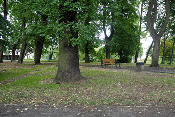 a park with large green trees and a shop in the distance . side view