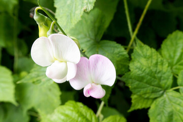 white and pink sweet pea flowers grow in the garden side view . nature on a summer day