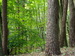 on a summer day, there are many trees with green leaves growing in the forest . forest during the day