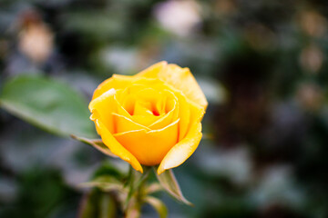 Yellow Rose