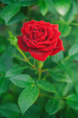 Red rose in the garden