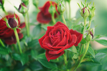 Red rose in the garden