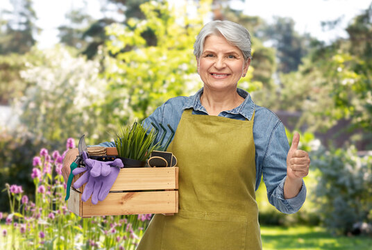 gardening, farming and old people concept - portrait of smiling senior woman in green apron holding wooden box with garden tools showing thumbs up over summer background