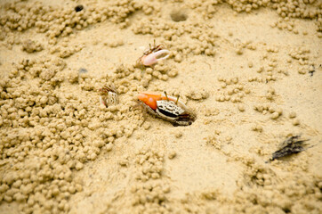 Fiddler Crab walking in mangrove forest at Lipe  island, Thailand