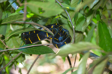 Boiga dendrophilla, yellow ring snake on the branch, southern of Thailand
