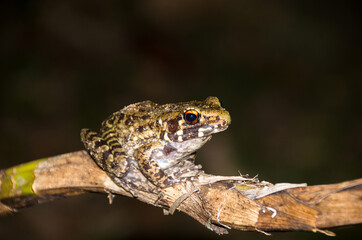 Frog is on a branch to catch insects.
