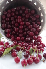Red Cherries pouring from basket on white floor