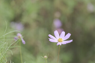 やわらかな光のコスモス