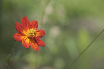 赤いキバナコスモス