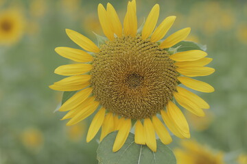 ソフトなイメージのひまわりの花