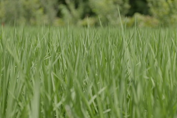 Fototapeta na wymiar 夏の水田　風に揺れる稲の青葉