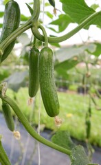 Fresh young unripe mini cucumbers on a plantation