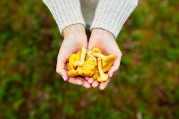picking season, nature and forest concept - close up of young woman holding chanterelle mushrooms in hands © Syda Productions