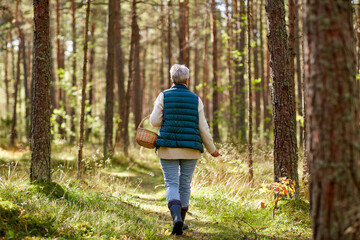 picking season, leisure and people concept - senior woman with basket walking in autumn forest