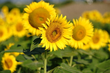 Fototapeta premium the language of flower