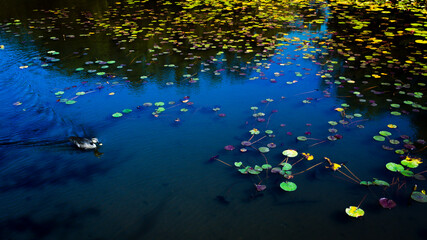 湖 蓮と水鳥