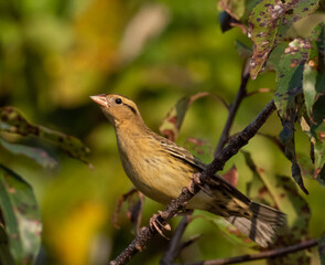 Migrant Bobolink in fall