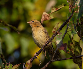 Obraz premium Migrant Bobolink in fall