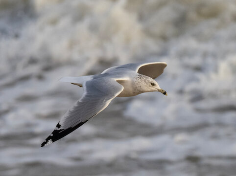 Adult Ring-billed Gull in flight
