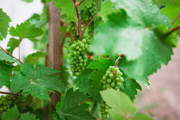 Young, unripe grapes in green vineyard after rain