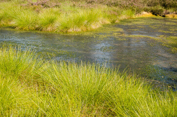 Vasenieki marsh in summer day, Latvia.