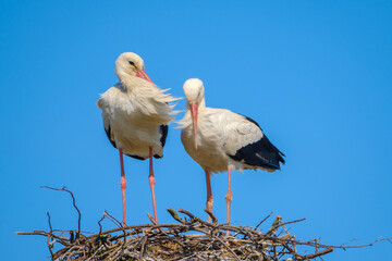 Storks standing in nest on sunny day in summer
