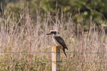 Kookaburra sitting on a fence pole.