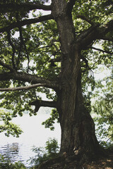 big tree oak in the forest by the lake