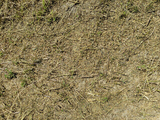 Agricultural field with a cut grass, background texture