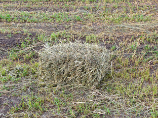 Field with square sheaves of hay