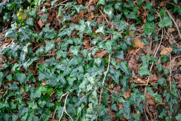ivy structure on the wall, northern Mediterranean