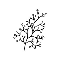 Hand drawn branch with berries isolated on white background. Decorative doodle sketch illustration. Vector element.