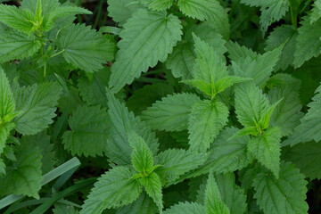 A bush of burning nettle with green leaves on a natural background in a garden or field.