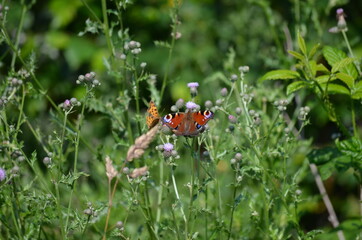 Tagpfauenauge Schmetterling
