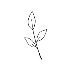 Hand drawn branch with leaves isolated on white background. Decorative doodle sketch illustration. Vector floral element.