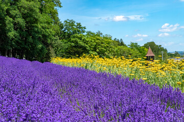 北海道　夏の富良野の風景（花畑）。