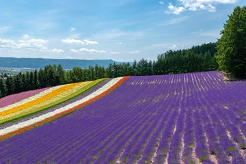 Rolgordijnen Furanolandschap (bloemgebied) in de zomer in Hokkaido. © 英敏 松本