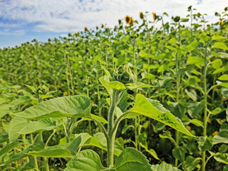 Young unopened sunflower in a field on a sunny day