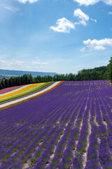 Fototapeta na wymiar 北海道　夏の富良野の風景（花畑）。