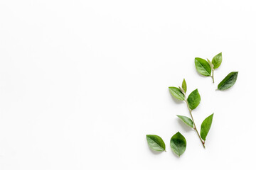 Floral leaf pattern isolated on white background, top view