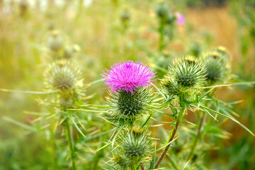 Blühende Distel im Sonnenlicht, Natur, Pflanze, Umwelt