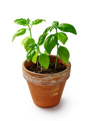 Fresh basil herb in terracotta flowerpot isolated on white background. Basil in vintage pot.