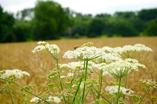Biene auf der Bl&uuml;te des Schierlings, Wilde M&ouml;hre am Rand eines Getreidefelds, Landwirtschaft, Kulturlandschaft, Biodiversit&auml;t, Feldrain 